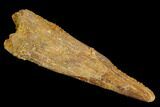 Fossil Pterosaur (Siroccopteryx) Tooth - Morocco #127691-1